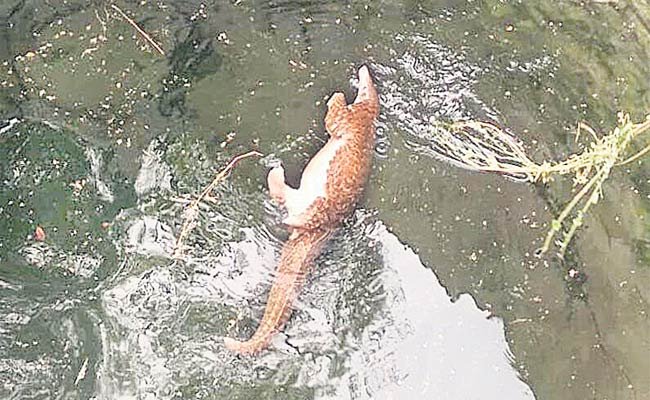 Pangolin-vijayaprabha-news