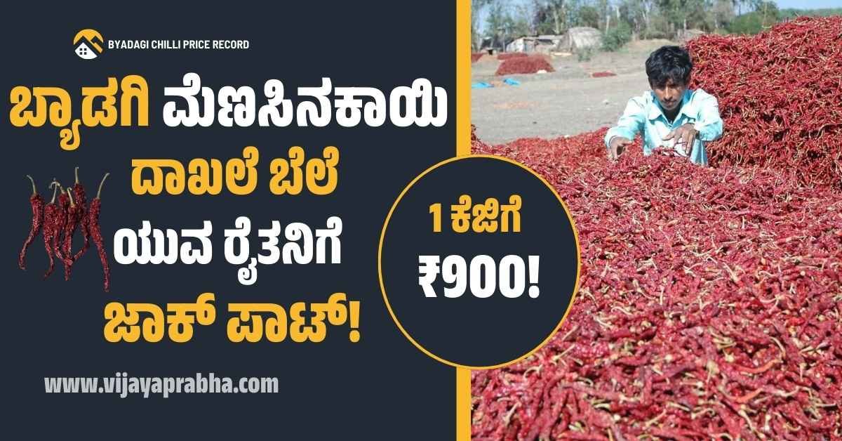 Byadagi Chilli hits record price of Rs 90,000 per quintal. 23-year-old farmer Vijayakumar Sajjanar organic farming success.