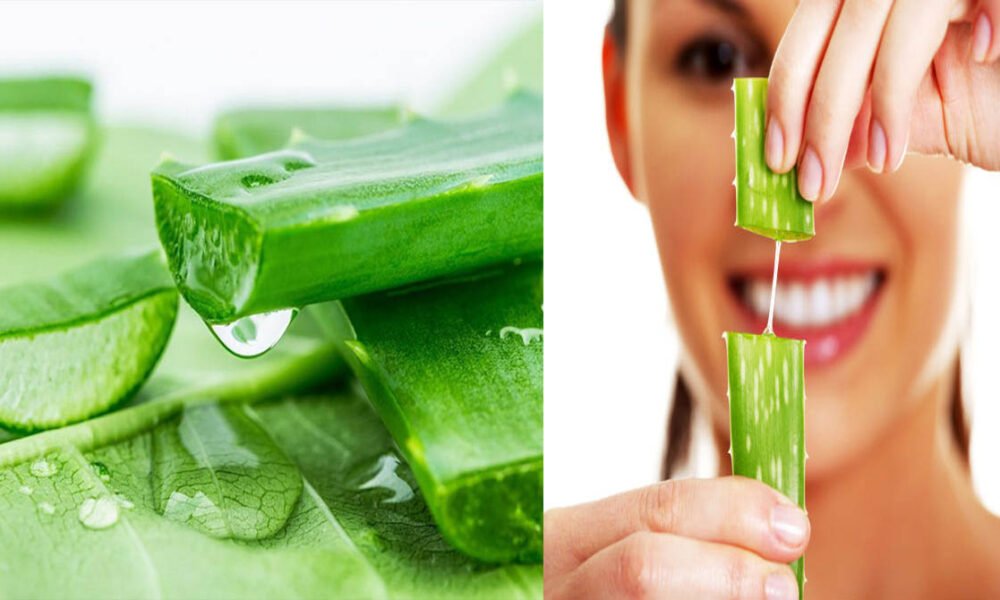 Aloevera vijayaprabha news