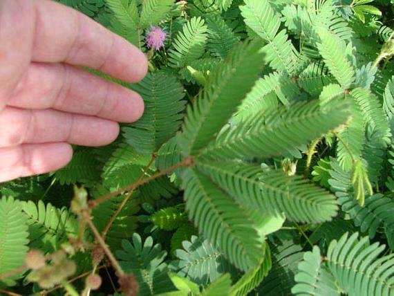 Mimosa pudica vijayaprabha news