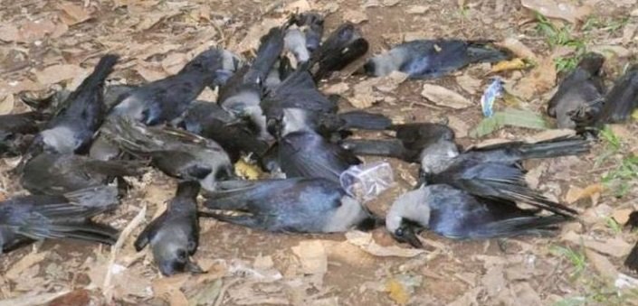 bird flu vijayaprabha