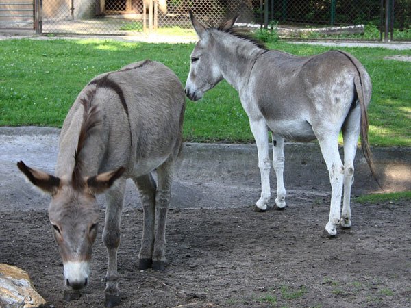 donkeys-vijayaprabha-news