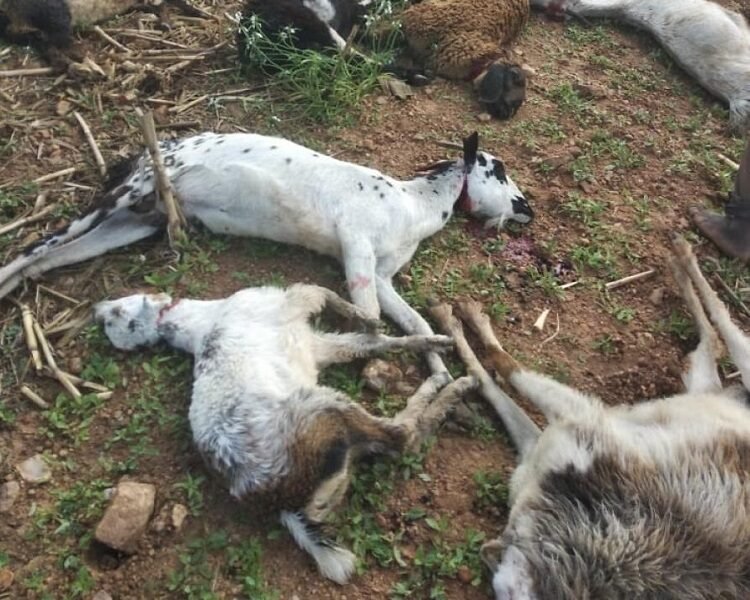 sheeps-vijayaprabha-news