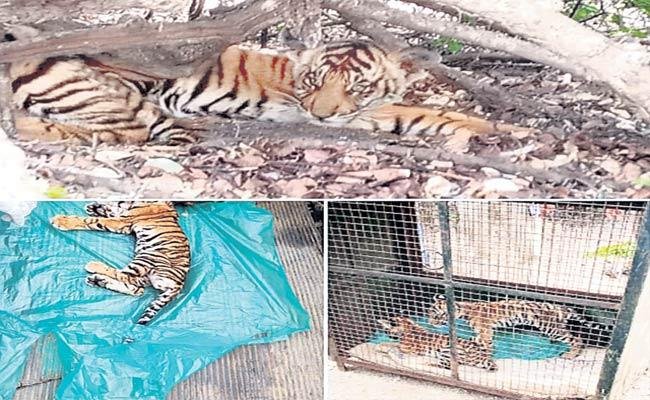 tiger-cubs-vijyaprabha-news