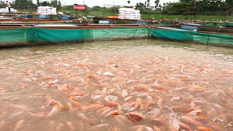 fish department vijayaprabha news