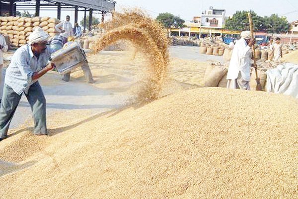 paddy, corn vijayaprabha news