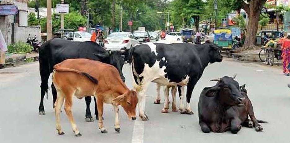 Cattle vijayaprabha news