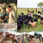 animal-husbandry-vijayaprabha-news