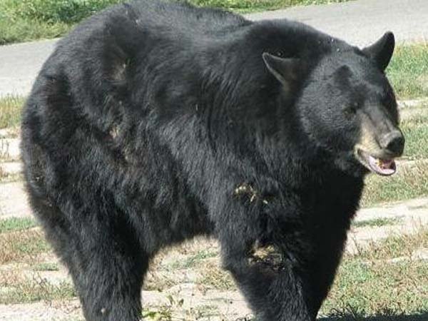 bear attacked vijayaprabha news