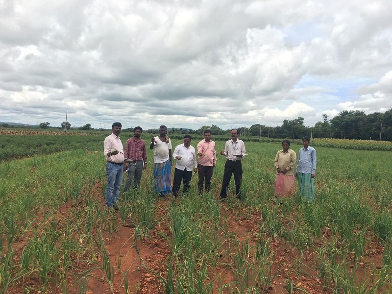 Farmers who grow onions take precautionary measures against blight disease