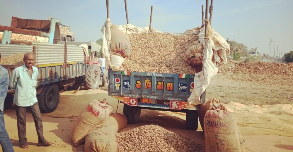 purchase center for groundnut