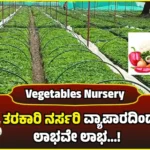 vegetable nursery