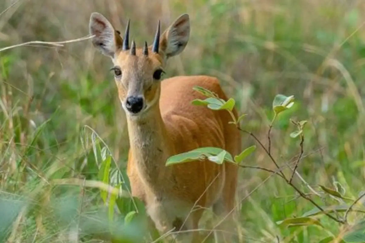 ಕೊಂಡುಕುರಿ