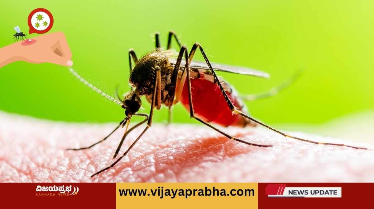 Home remedies for mosquito bites