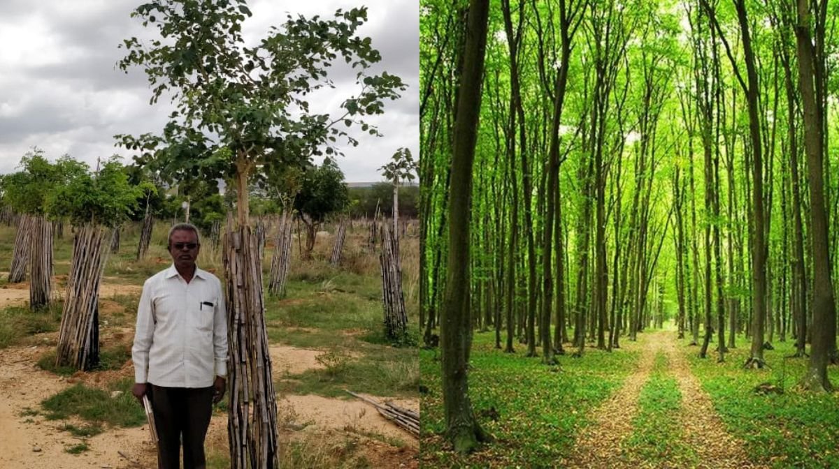 krishi aranya protsaha yojana