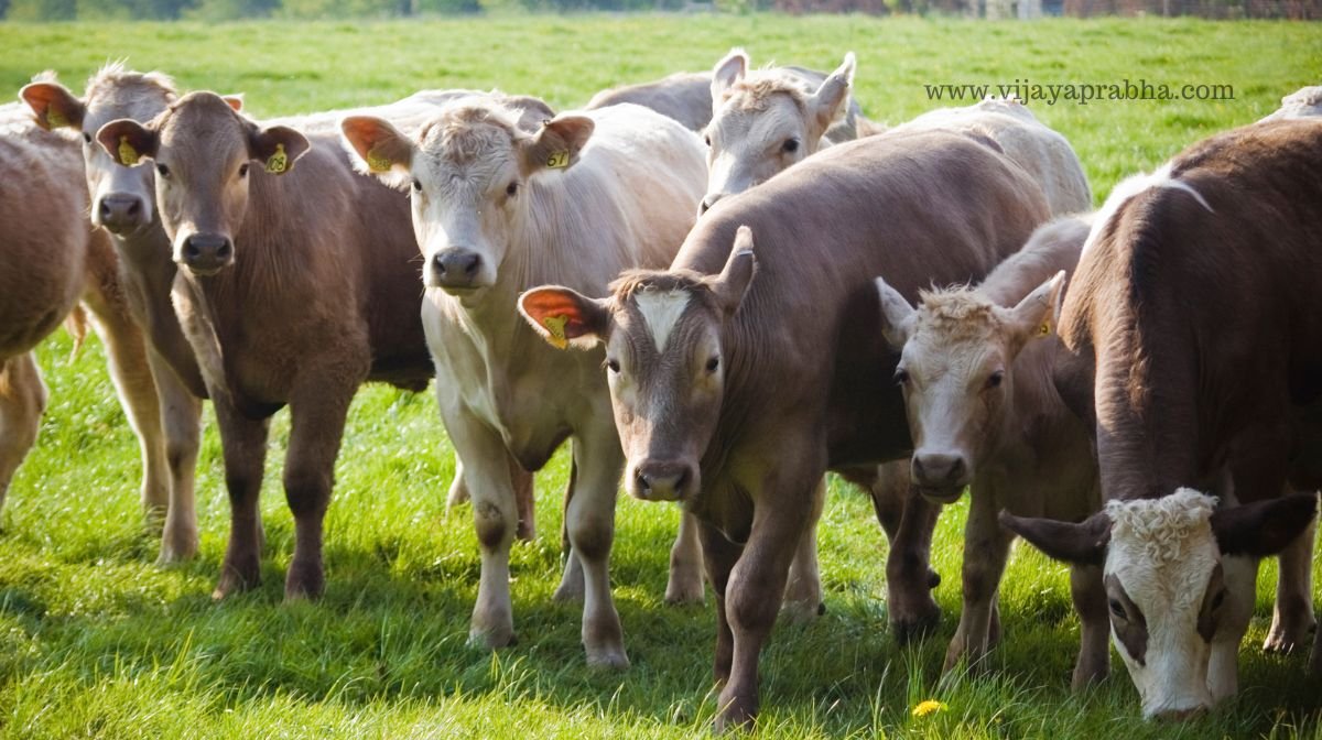 livestock insurance scheme