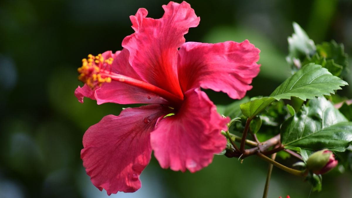 Hibiscus Flower