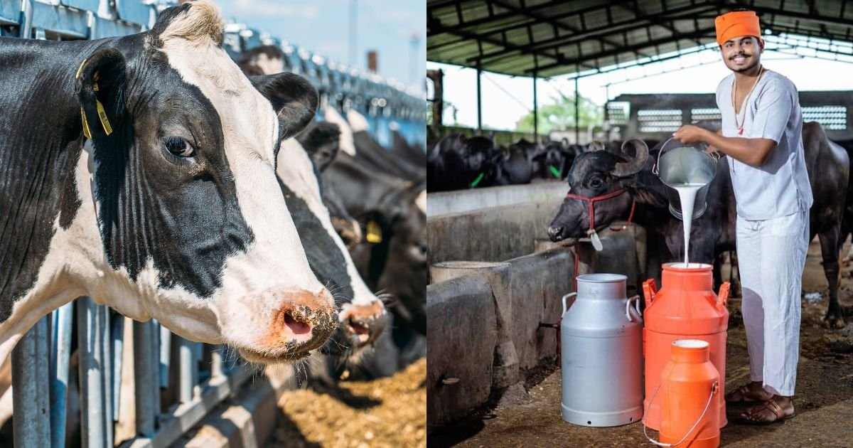 Dairy Farming Scheme