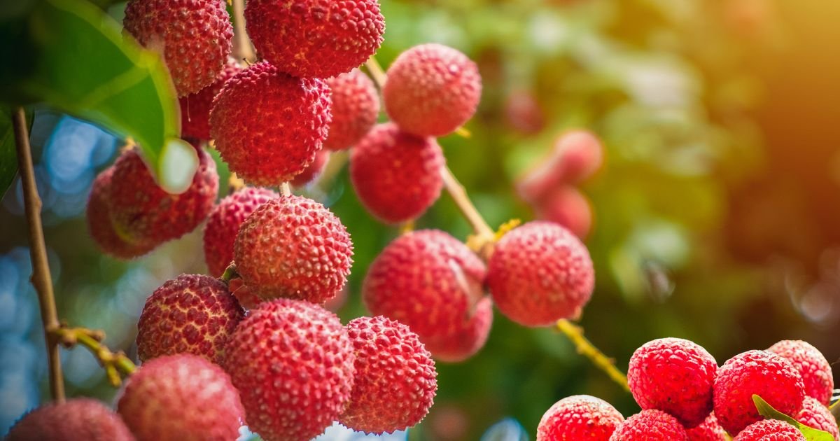 Lychee