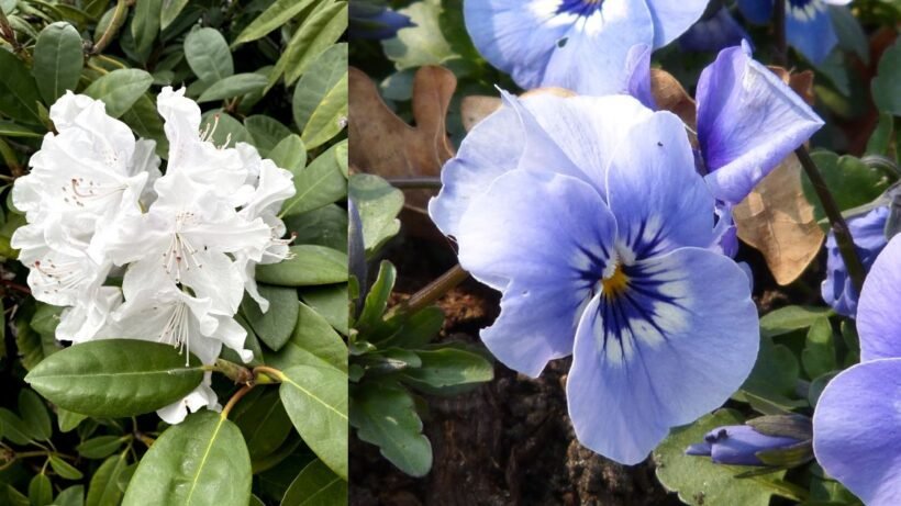 White ace plant and Blue ace plant
