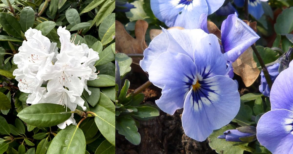 White ace plant and Blue ace plant