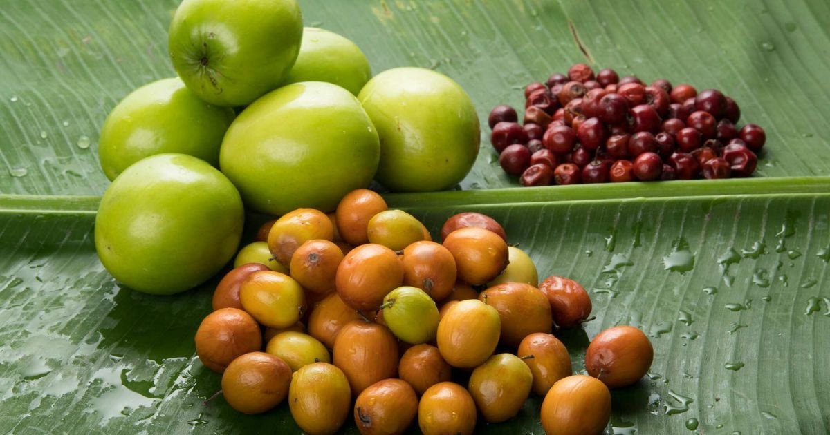 Jujube fruit