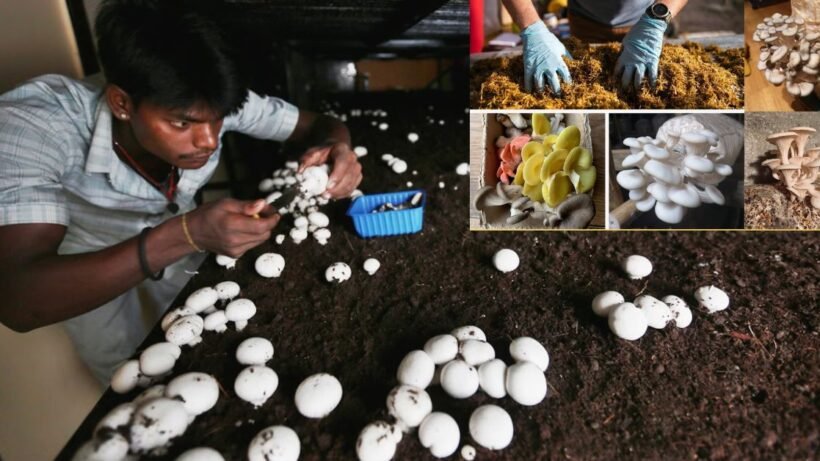 Mushroom farming