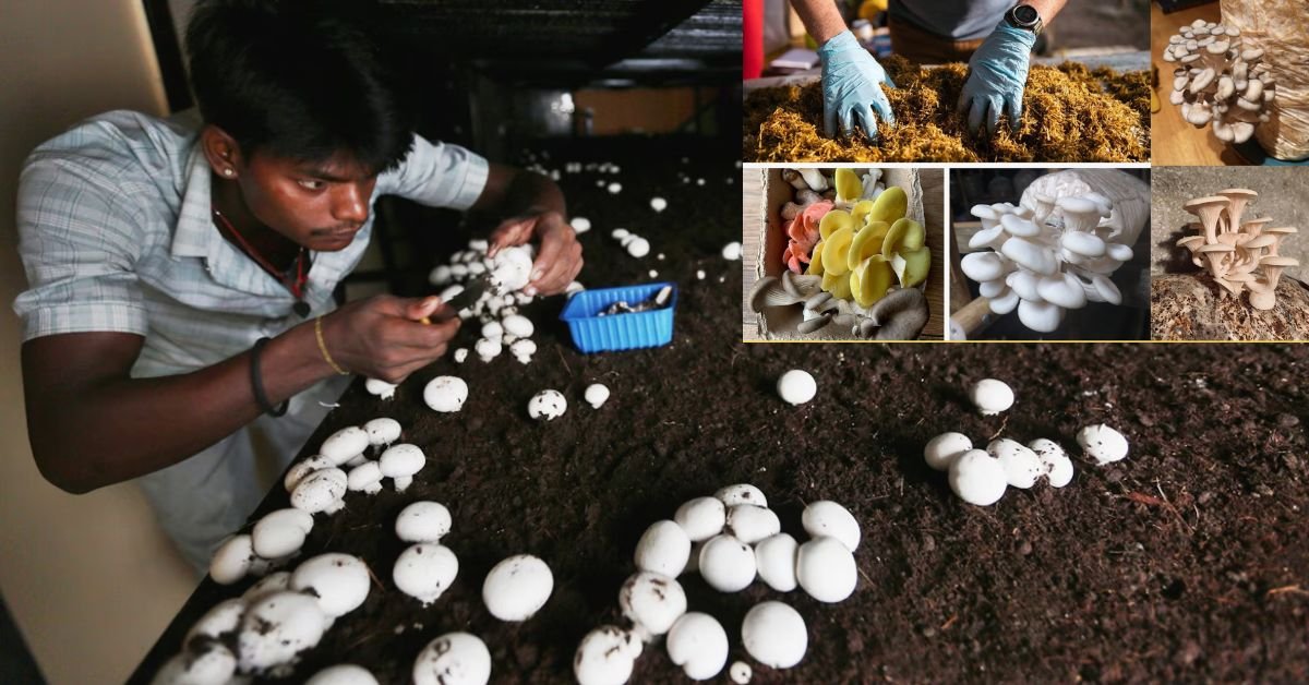 Mushroom farming