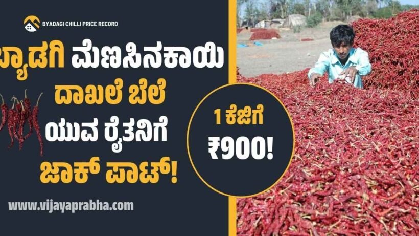 Byadagi Chilli hits record price of Rs 90,000 per quintal. 23-year-old farmer Vijayakumar Sajjanar organic farming success.