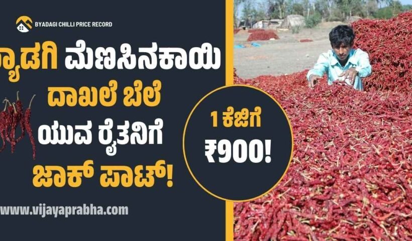 Byadagi Chilli hits record price of Rs 90,000 per quintal. 23-year-old farmer Vijayakumar Sajjanar organic farming success.